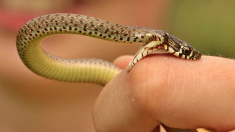 ಹಾವು ಕಚ್ಚಿದರೆ ಈ ಕೆಲಸ ಮಾಡಿ